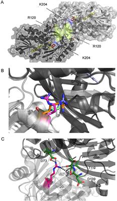 Substitution of Arginine 120 in Human D-Amino Acid Oxidase Favors FAD-Binding and Nuclear Mistargeting